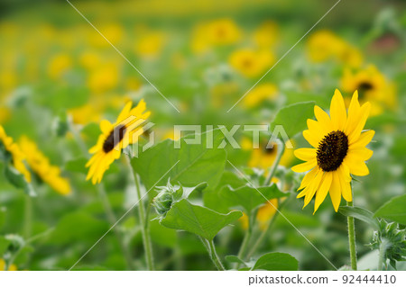 Summer Ibaraki Flower Park 92444410