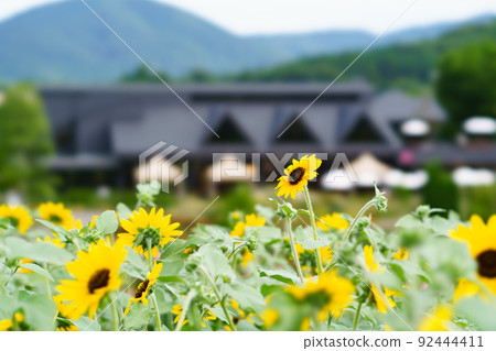 Summer Ibaraki Flower Park Summer Ibaraki Flower Park 92444411