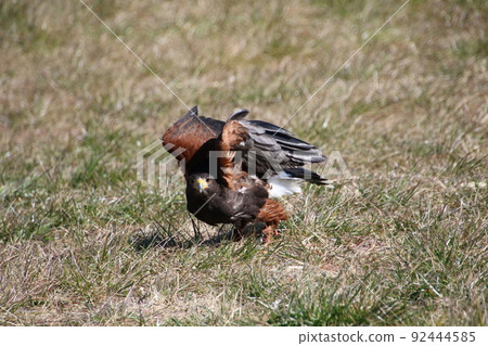 哈里斯霍克 哈里斯霍克 92444585