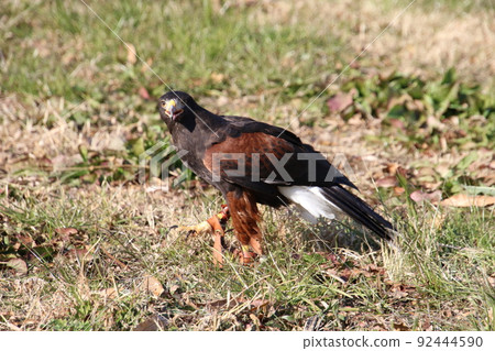 Harris Hawk 92444590