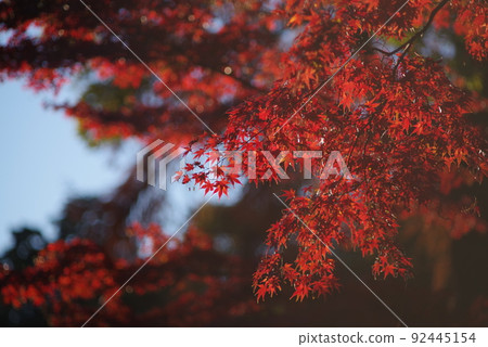 Autumn leaves 92445154