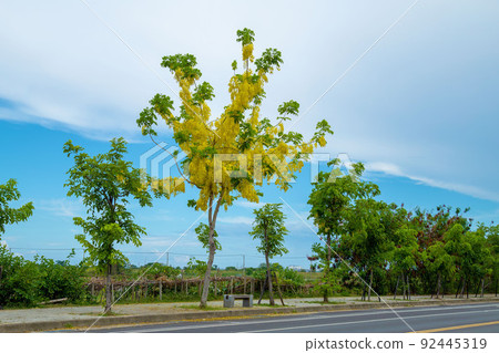 Tropical flower "Golden Shower" 92445319