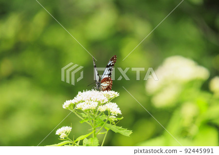 夏季岩岳避暑山莊根豆子森林 92445991