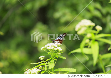 夏季岩岳避暑山莊根豆子森林 夏季岩岳避暑山莊根豆子森林 92445992