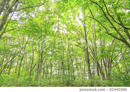 Summer Iwatake Mountain Resort Nezuko Forest 92445996