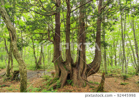 Summer Iwatake Mountain Resort Nezuko Forest Summer Iwatake Mountain Resort Nezuko Forest 92445998
