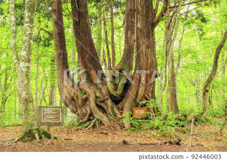 夏季岩岳避暑山莊根豆子森林 夏季岩岳避暑山莊根豆子森林 92446003
