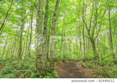 Summer Iwatake Mountain Resort Nezuko Forest 92446012