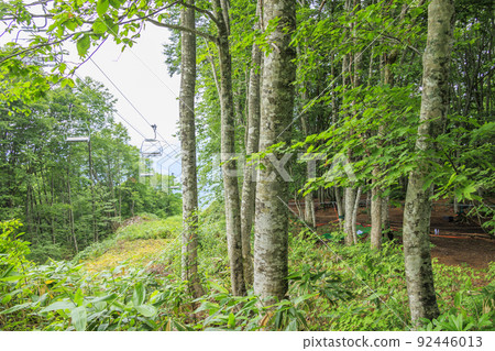 Summer Iwatake Mountain Resort Nezuko Forest 92446013