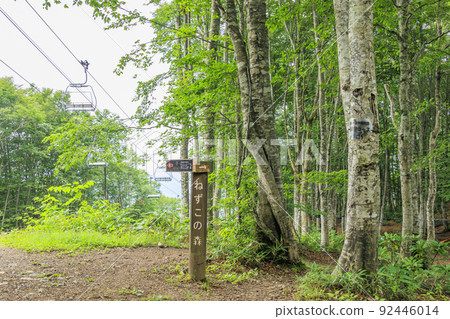 Summer Iwatake Mountain Resort Nezuko Forest 92446014