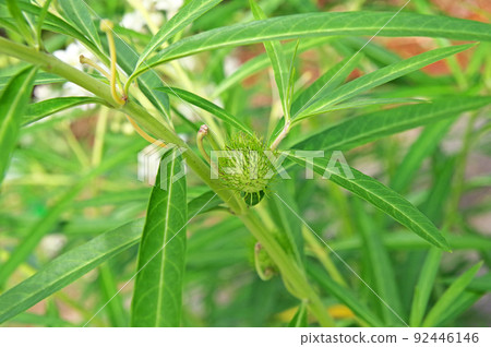 Gomphocarpus Communis 具有獨特的年輕果實和圓形果實 Gomphocarpus Communis 具有獨特的年輕果實和圓形果實 92446146