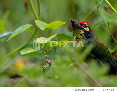 The Coppersmith barbet bird in the garden 92446253