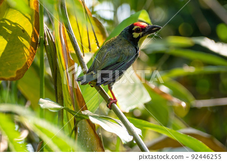 The Coppersmith barbet bird in the garden 92446255