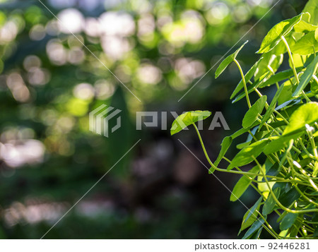 Leaves of Water Pennywort as the green background Leaves of Water Pennywort as the green background 92446281