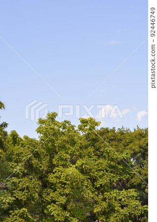 Common catalpa Common catalpa 92446749