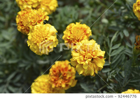 French marigold Strawberry Blonde French marigold Strawberry Blonde 92446776