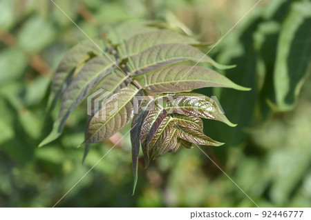 Tree of heaven Tree of heaven 92446777
