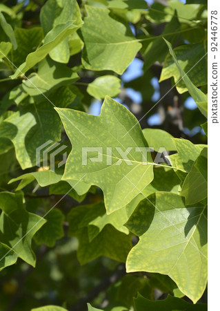Tulip tree Tulip tree 92446778