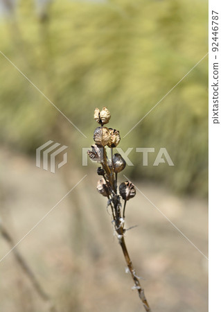 Kings spear 92446787