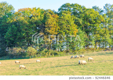 Biei Hill and Sheep "Autumn Hokkaido" Biei Hill and Sheep "Autumn Hokkaido" 92446846