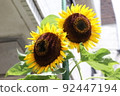 sunflower	 92447194