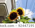 sunflower	 92447195