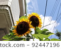 sunflower	 92447196