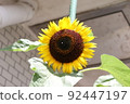 sunflower	 92447197