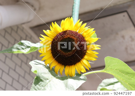sunflower sunflower 92447197