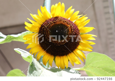 sunflower	 92447198