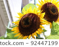 sunflower	 92447199
