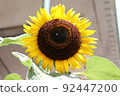 sunflower	 92447200