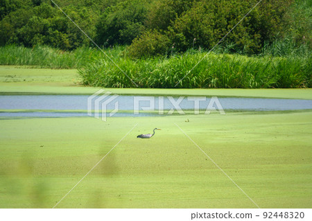 Summer scenery of Upo Wetland in Changnyeong-gun Summer scenery of Upo Wetland in Changnyeong-gun 92448320