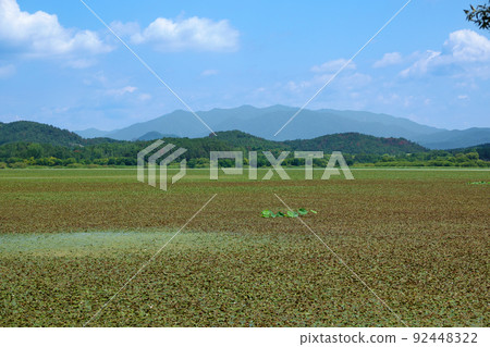 Summer scenery of Upo Wetland in Changnyeong-gun 92448322