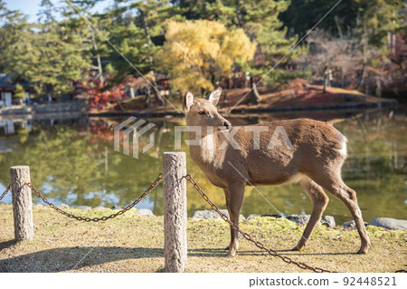 Wild Deer in Nara Park popular travel location in Kansai region of Japan. 92448521
