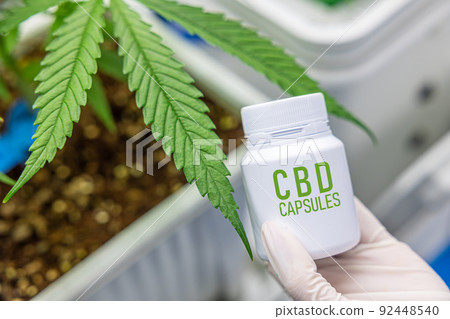 Cannabidiol CBD Medical capsules pill healthcare products from Cannabis plant Cannabidiol CBD Medical capsules pill healthcare products from Cannabis plant 92448540