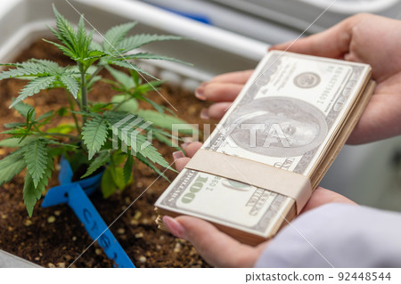 closeup dollar money with Cannabis Sativa Hemp plant tree for high value market selling herbal products closeup dollar money with Cannabis Sativa Hemp plant tree for high value market selling herbal products 92448544