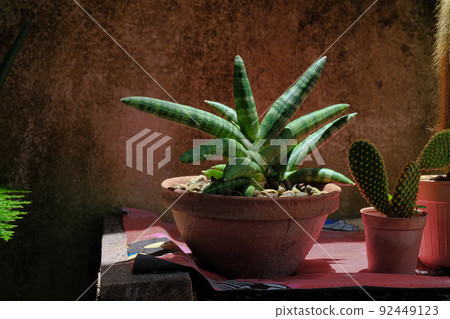 Elephant Tusks Plant or Sansevieria Stuckyi is... - Stock Photo [92449123]  - PIXTA