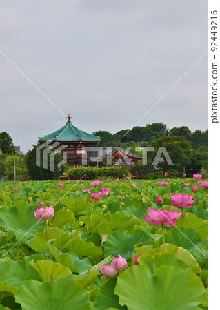 Shinobazunoike Lotus and Benten-do Tokyo Shinobazunoike Lotus and Benten-do Tokyo 92449216