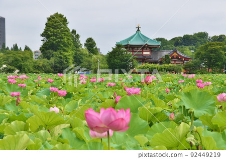 Shinobazunoike Lotus and Benten-do Tokyo Shinobazunoike Lotus and Benten-do Tokyo 92449219
