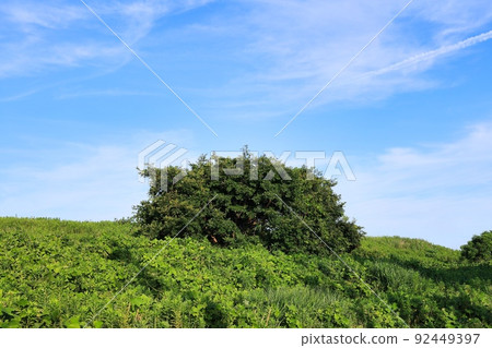 初夏晴朗的天空和新鮮的綠色生態形象 92449397