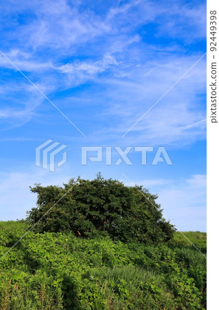 初夏晴朗的天空和新鮮的綠色生態形象 92449398