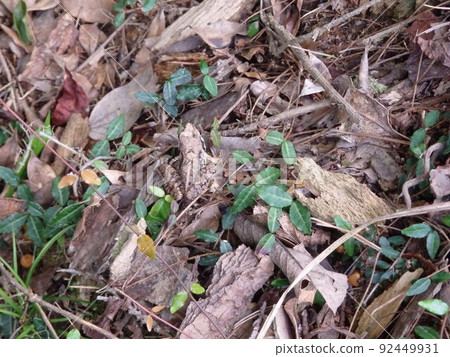 Rana japonica protective color Rana japonica protective color 92449931