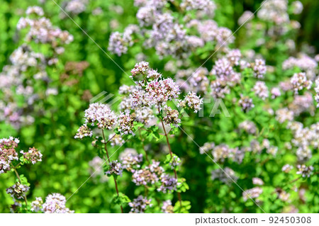 Oregano Oregano 92450308