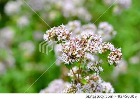 Oregano Oregano 92450309