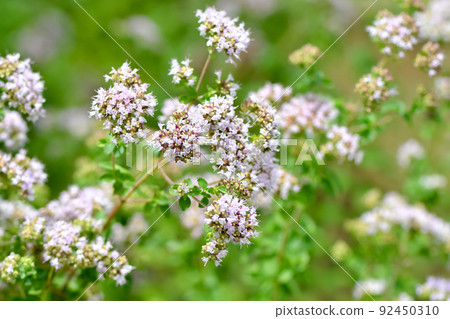 Oregano Oregano 92450310