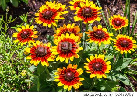 Rudbeckia Hirta, commonly called black eyed Susan bloom in the summer garden Rudbeckia Hirta, commonly called black eyed Susan bloom in the summer garden 92450398