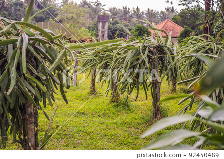 Dragon fruit plantation in a tropical garden Dragon fruit plantation in a tropical garden 92450489
