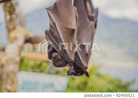 Black flying-fox Pteropus alecto hanging in a tree 92450521