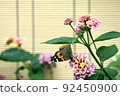 Red admiral staying in lantana flowers 92450900